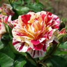 GEORGE BURNS ROSE FLOWERS, ROSE BUSH FLORIBUNDA PINK YELLOW WHITE 450 PCS Seeds GEORGE BURNS ROSE FLOWERS, ROSE BUSH FLORIBUNDA PINK YELLOW WHITE 450 PCS Seeds