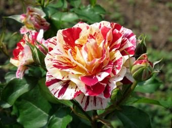 GEORGE BURNS ROSE FLOWERS, ROSE BUSH FLORIBUNDA PINK YELLOW WHITE 450 PCS Seeds