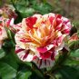 GEORGE BURNS ROSE FLOWERS, ROSE BUSH FLORIBUNDA PINK YELLOW WHITE 450 PCS Seeds