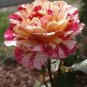 GEORGE BURNS ROSE FLOWERS, ROSE BUSH FLORIBUNDA PINK YELLOW WHITE 450 PCS Seeds