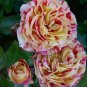 GEORGE BURNS ROSE FLOWERS, ROSE BUSH FLORIBUNDA PINK YELLOW WHITE 450 PCS Seeds
