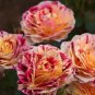 GEORGE BURNS ROSE FLOWERS, ROSE BUSH FLORIBUNDA PINK YELLOW WHITE 450 PCS Seeds