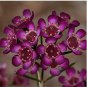 Geraldton Wax (Chamaelaucium uncinatum) 3 PCS Seeds