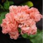 Geranium 'Allure Pink Picotee' Flower 10 PCS Seeds