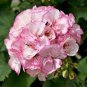 Geranium 'Allure Pink Picotee' Flower 10 PCS Seeds