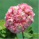 Geranium 'Apple Blossom Rosebud' Seeds Professional Pack 10 PCS Seeds Geranium 'Apple Blossom Rosebud' Seeds Professional Pack 10 PCS Seeds