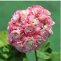 Geranium 'Apple Blossom Rosebud' Seeds Professional Pack 10 PCS Seeds
