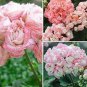 Geranium 'Apple Blossom Rosebud' Seeds Professional Pack 10 PCS Seeds