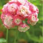 Geranium 'Apple Blossom Rosebud' Seeds Professional Pack 10 PCS Seeds