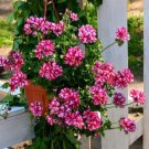 Geranium 'Arctic Red' Red Violet Semidouble Petals White Stripes Big Blooms Flowers 10 PCS Seeds Geranium 'Arctic Red' Red Violet Semidouble Petals White Stripes Big Blooms Flowers 10 PCS Seeds