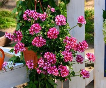 Geranium 'Arctic Red' Red Violet Semidouble Petals White Stripes Big Blooms Flowers 10 PCS Seeds