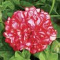 Geranium 'Arctic Red' Red Violet Semidouble Petals White Stripes Big Blooms Flowers 10 PCS Seeds