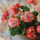 Geranium 'Avenida' Pink Orange Flowers 10 PCS Seeds