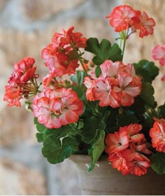 Geranium 'Avenida' Pink Orange Flowers 10 PCS Seeds