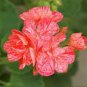 Geranium 'Avenida' Pink Orange Flowers 10 PCS Seeds