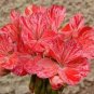 Geranium 'Avenida' Pink Orange Flowers 10 PCS Seeds