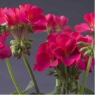 Geranium 'Colorful Butterfly' Blackish Red White Flowers 10 PCS Seeds Geranium 'Colorful Butterfly' Blackish Red White Flowers 10 PCS Seeds