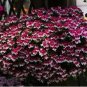 Geranium 'Colorful Butterfly' Blackish Red White Flowers 10 PCS Seeds