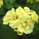Geranium 'Custard Cream' Yellow Flower 10 PCS Seeds
