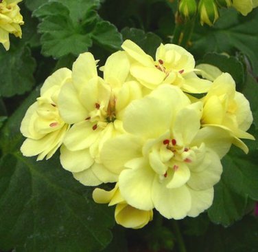 Geranium 'Custard Cream' Yellow Flower 10 PCS Seeds