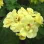 Geranium 'Custard Cream' Yellow Flower 10 PCS Seeds