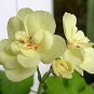 Geranium 'Custard Cream' Yellow Flower 10 PCS Seeds