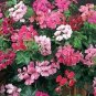Geranium 'Dragon Beads' Dark Red White Flower 10 PCS Seeds