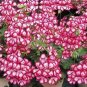 Geranium 'Dragon Beads' Dark Red White Flower 10 PCS Seeds