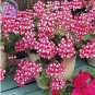 Geranium 'Dragon Beads' Dark Red White Flower 10 PCS Seeds
