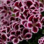 Geranium 'Elegance Imperial' Flower 10 PCS Seeds