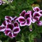 Geranium 'Elegance Imperial' Flower 10 PCS Seeds