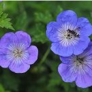 Geranium 'Gernic' Summer Skies Bonsai Flowers 10 PCS Seeds