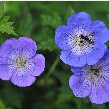 Geranium 'Gernic' Summer Skies Bonsai Flowers 10 PCS Seeds