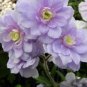 Geranium 'Gernic' Summer Skies Bonsai Flowers 10 PCS Seeds