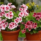 Geranium 'Great Fortunes' Mixed 10 PCS Seeds Geranium 'Great Fortunes' Mixed 10 PCS Seeds