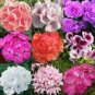 Geranium 'Great Fortunes' Mixed 10 PCS Seeds