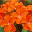 Geranium 'Orange Parfait' Orange Perennial Flowers 10 PCS Seeds