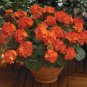Geranium 'Orange Parfait' Orange Perennial Flowers 10 PCS Seeds
