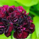 Geranium 'PAC Tommy' Dark Red Flower 10 PCS Seeds Geranium 'PAC Tommy' Dark Red Flower 10 PCS Seeds