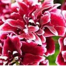 Geranium 'Quantoki May' Angel Dark Red Double Petals White Edge Bonsai Flowers 10 PCS Seeds Geranium 'Quantoki May' Angel Dark Red Double Petals White Edge Bonsai Flowers 10 PCS Seeds