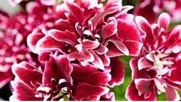 Geranium 'Quantoki May' Angel Dark Red Double Petals White Edge Bonsai Flowers 10 PCS Seeds