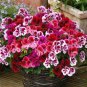 Geranium 'Quantoki May' Angel Dark Red Double Petals White Edge Bonsai Flowers 10 PCS Seeds