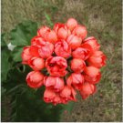 Geranium 'Rose Red Rosebud' Hybrid 10 PCS Seeds Geranium 'Rose Red Rosebud' Hybrid 10 PCS Seeds
