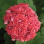 Geranium 'Rose Red Rosebud' Hybrid 10 PCS Seeds