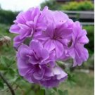 Geranium 'Royal Lavender'  10 PCS Seeds