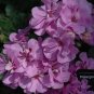 Geranium 'Royal Lavender'  10 PCS Seeds