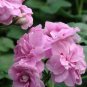 Geranium 'Royal Lavender'  10 PCS Seeds