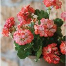 Geranium 'Scarlet Star' Perennial Flower 10 PCS Seeds