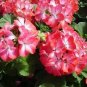 Geranium 'Scarlet Star' Perennial Flower 10 PCS Seeds