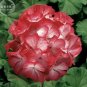 Geranium 'Scarlet Star' Perennial Flower 10 PCS Seeds